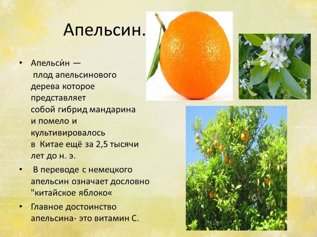 Кровавый апельсин – пугающее название полезного цитруса