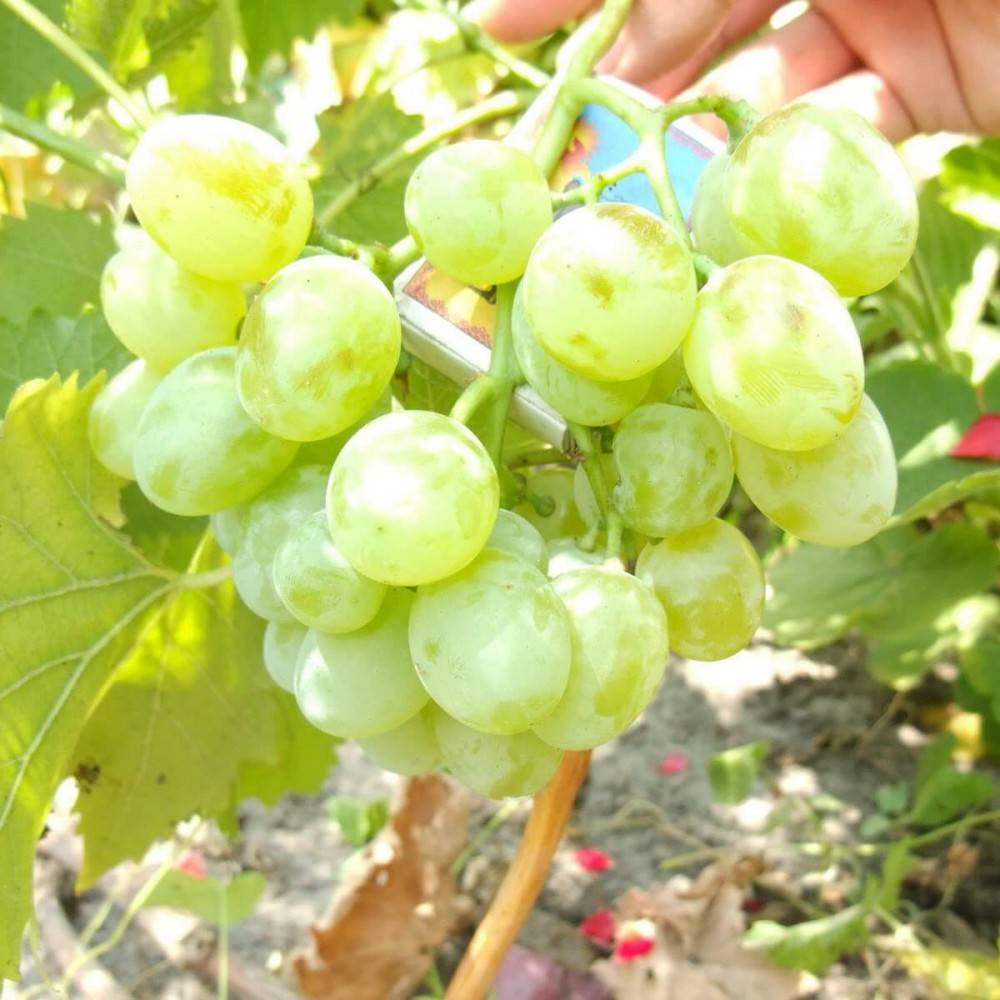 Виноград белое чудо: описание сорта, фото, отзывы