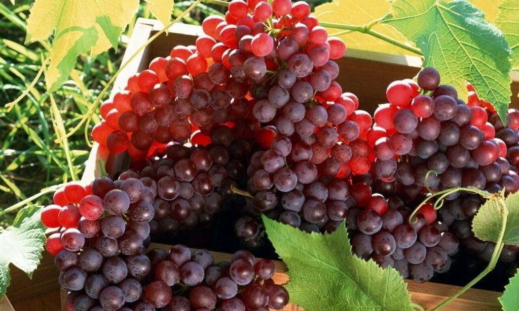 Виноград амурский прорыв один: описание сорта, фото, отзывы, характеристики, технология посадки и выращивания