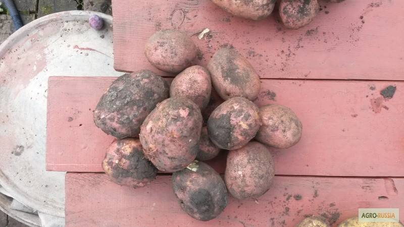 Картофель любава: фото, описание сорта, выращивание и уход