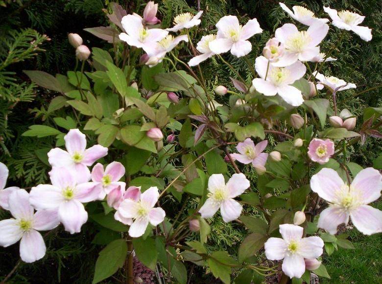 Клематис рубенс для сада — описание с фото, размножение, посадка и уход