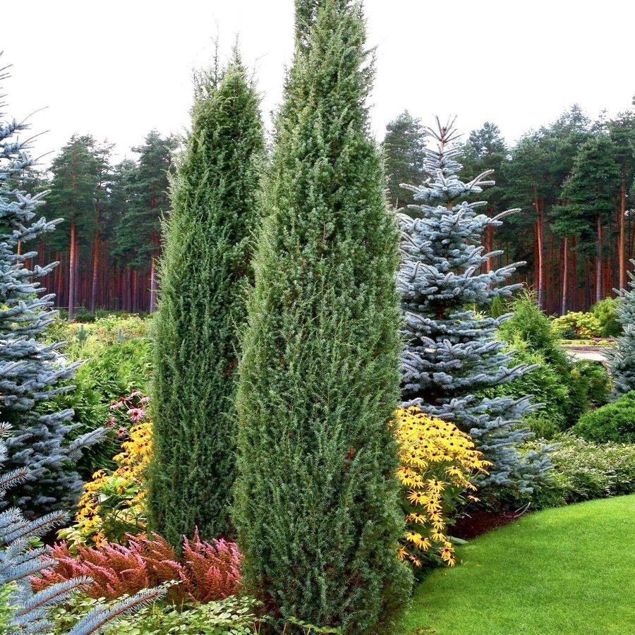 Можжевельник арнольд – компактное вечнозеленое растение