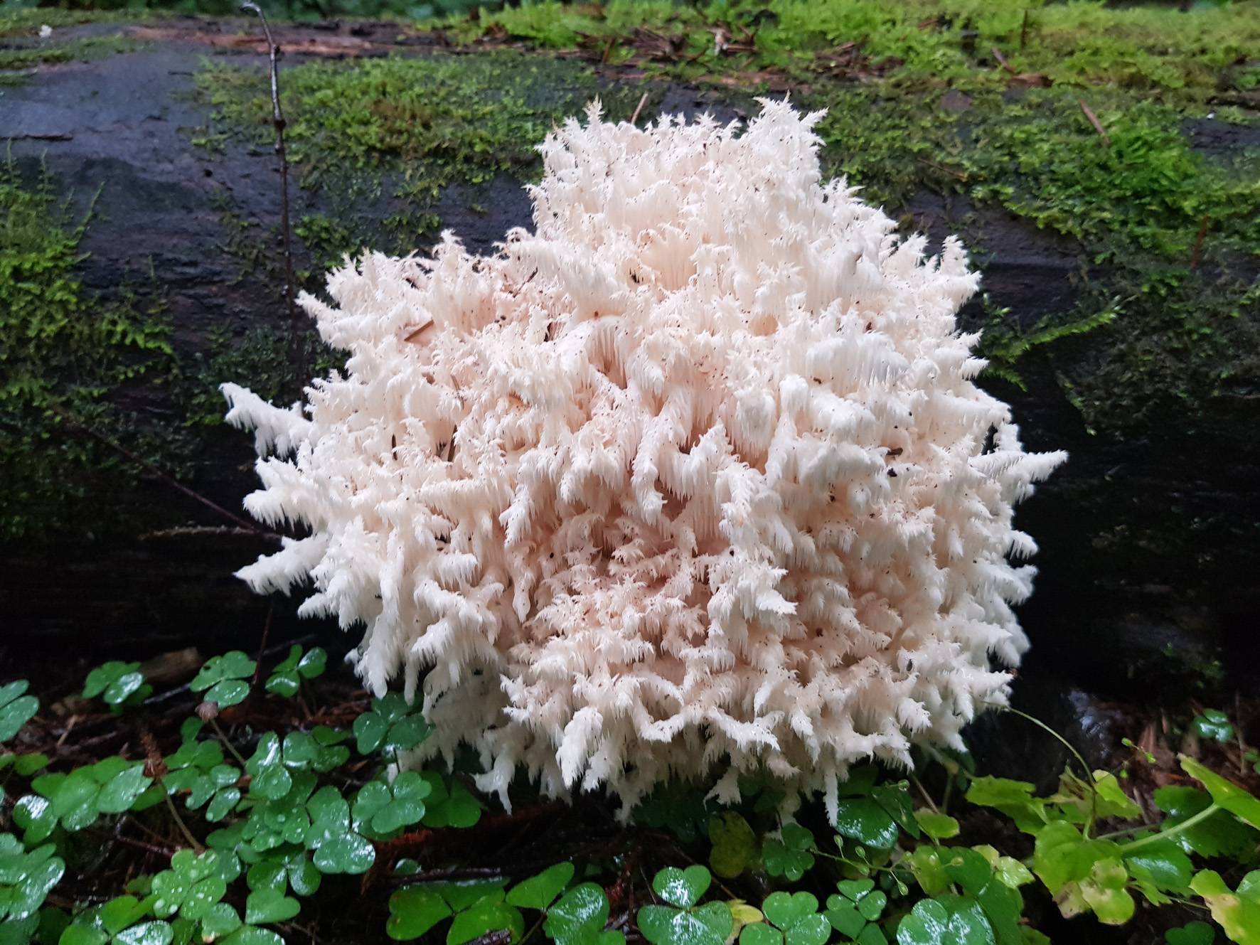 Коралловые грибы: фото, описание, рецепты приготовления, польза и вред