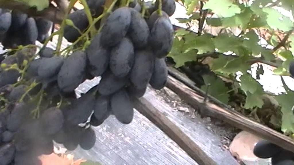 Виноград кишмиш черный: описание сорта