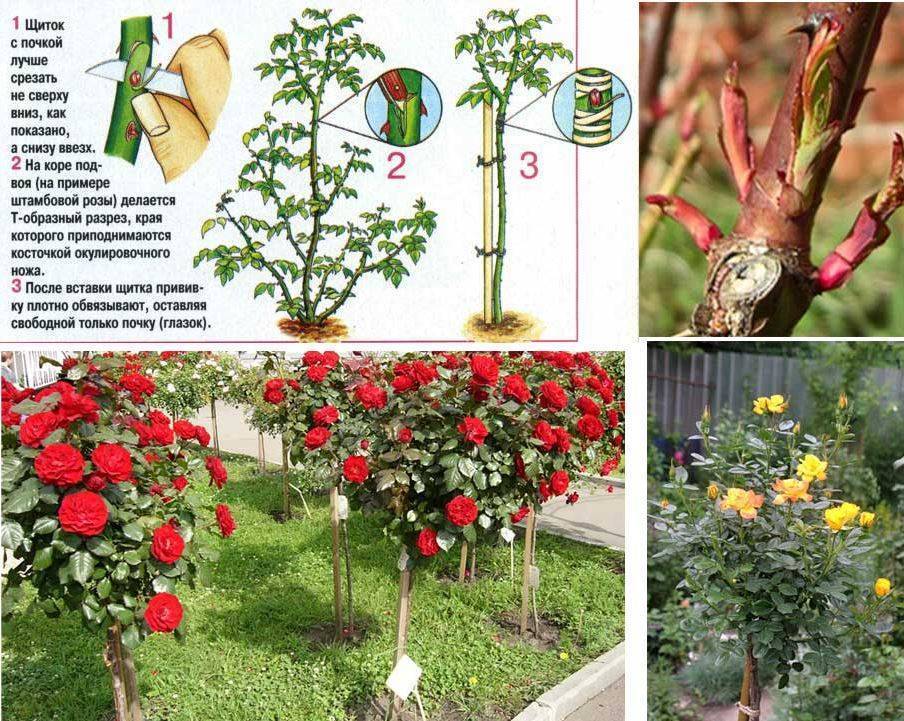Как привить розу к шиповнику: пошаговая инструкция + видео