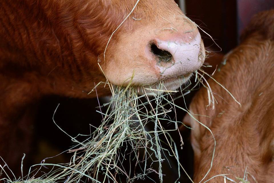 Как нитратное сено убивает коров — agroxxi