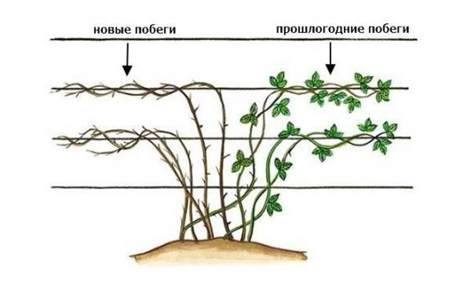 Схема посадки ежемалины