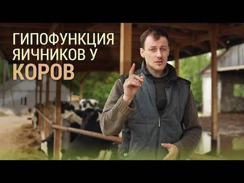 Кисты яичников у коров - особенности, симптомы и лечение