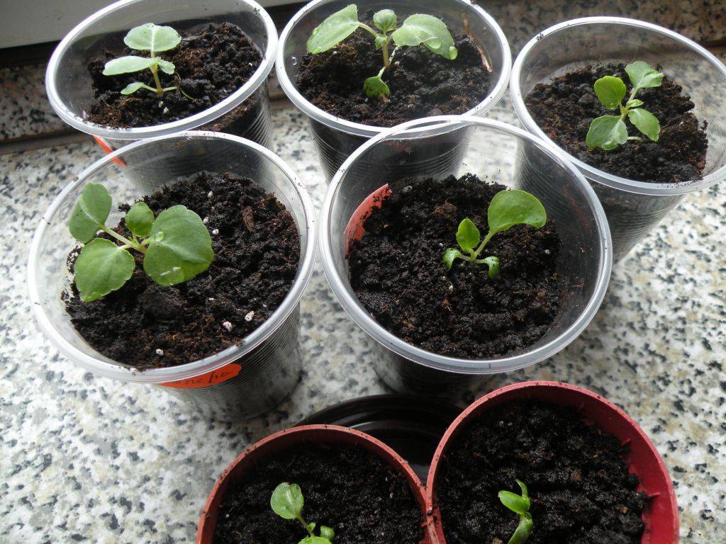 Бальзамин садовый: выращивание из семян в домашних условиях - sadovnikam.ru