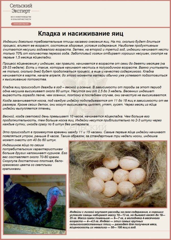 Цесарки в домашнем хозяйстве или дичеразведение