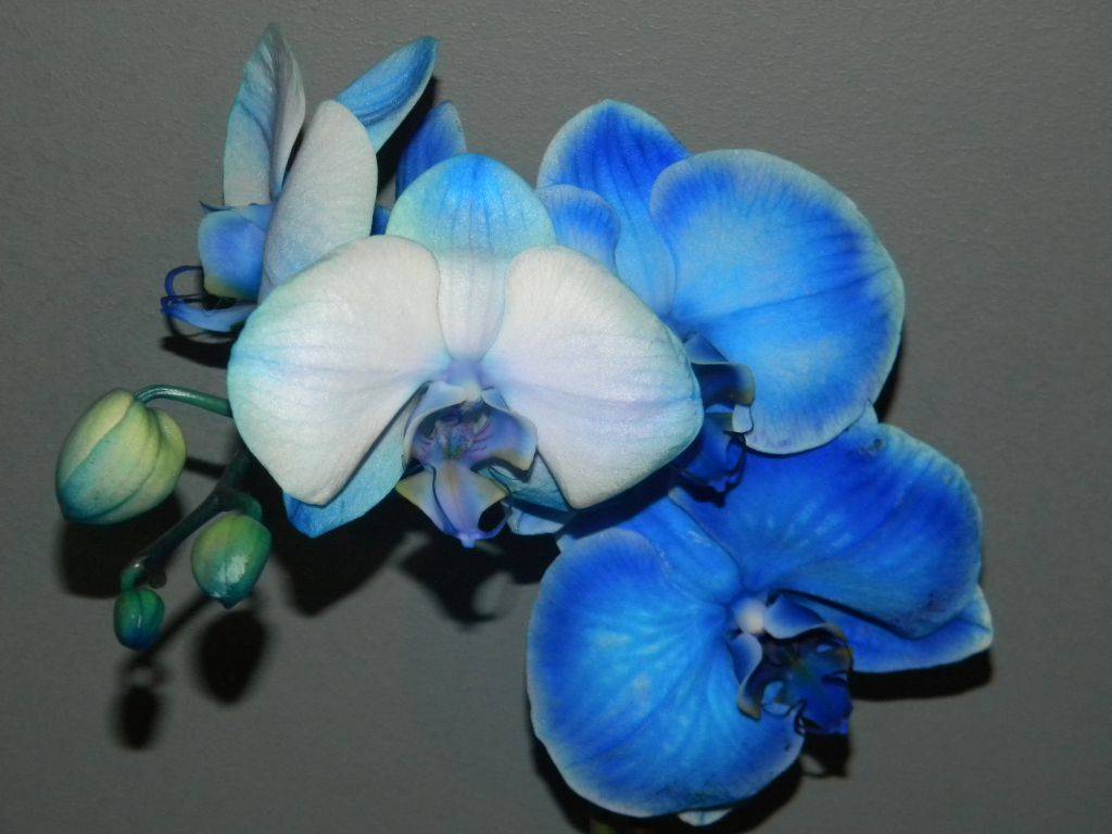 Синие орхидеи крашеные или настоящие. как и чем покрасить орхидею в синий цвет