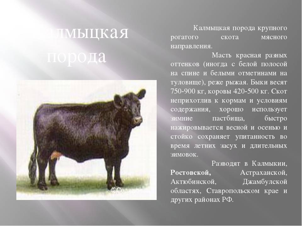 Калмыцкая порода коров: характеристика, фото