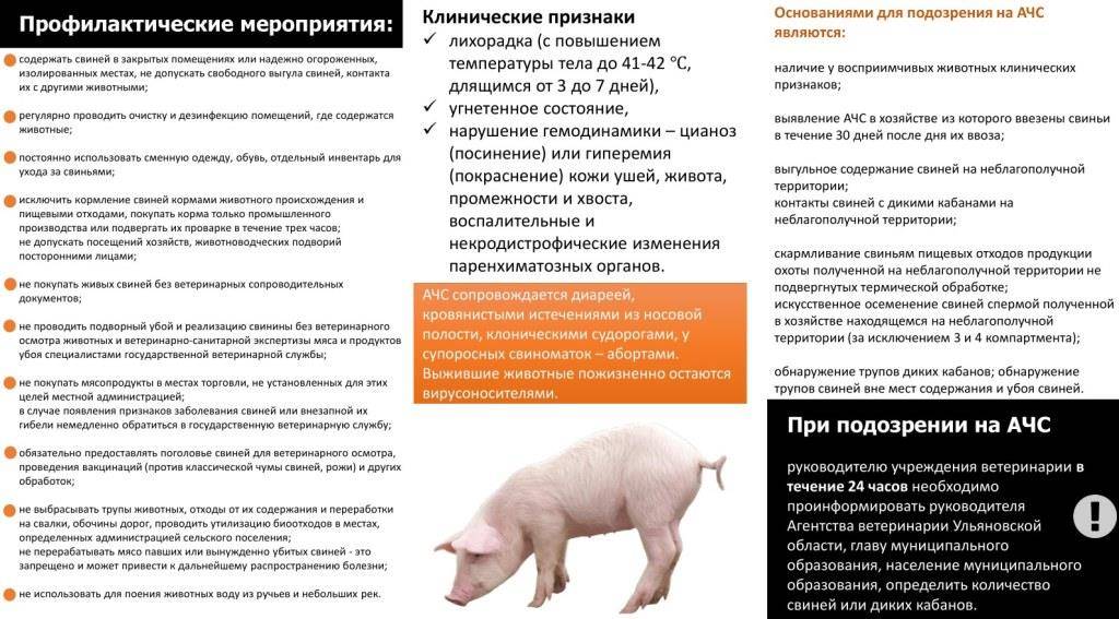Африканская чума свиней: описание, признаки и лечение