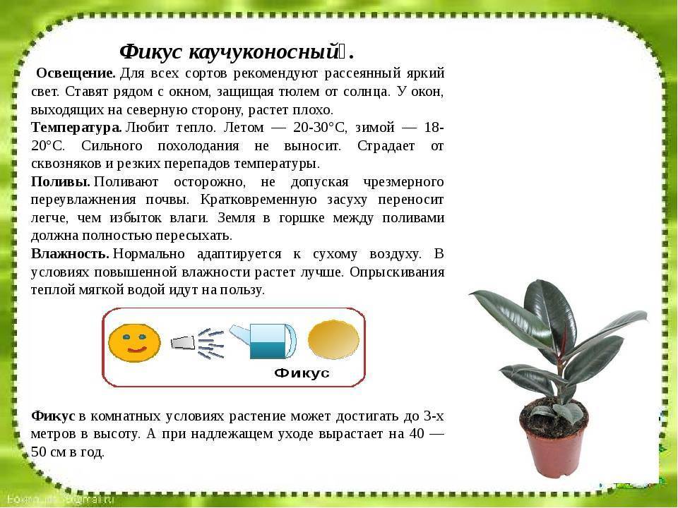 Фикус каучуконосный: инструкция по уходу в домашних условиях