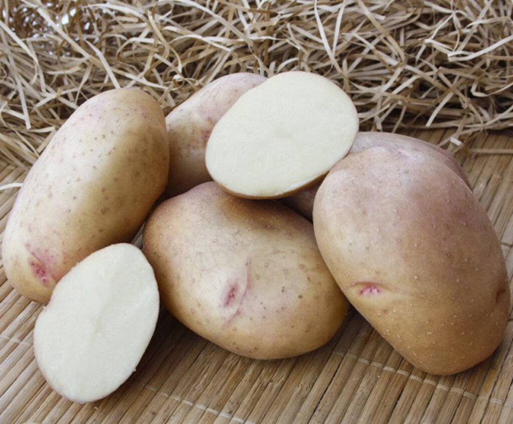 ᐉ сорта картофеля для сибири − выбираем самые стойкие