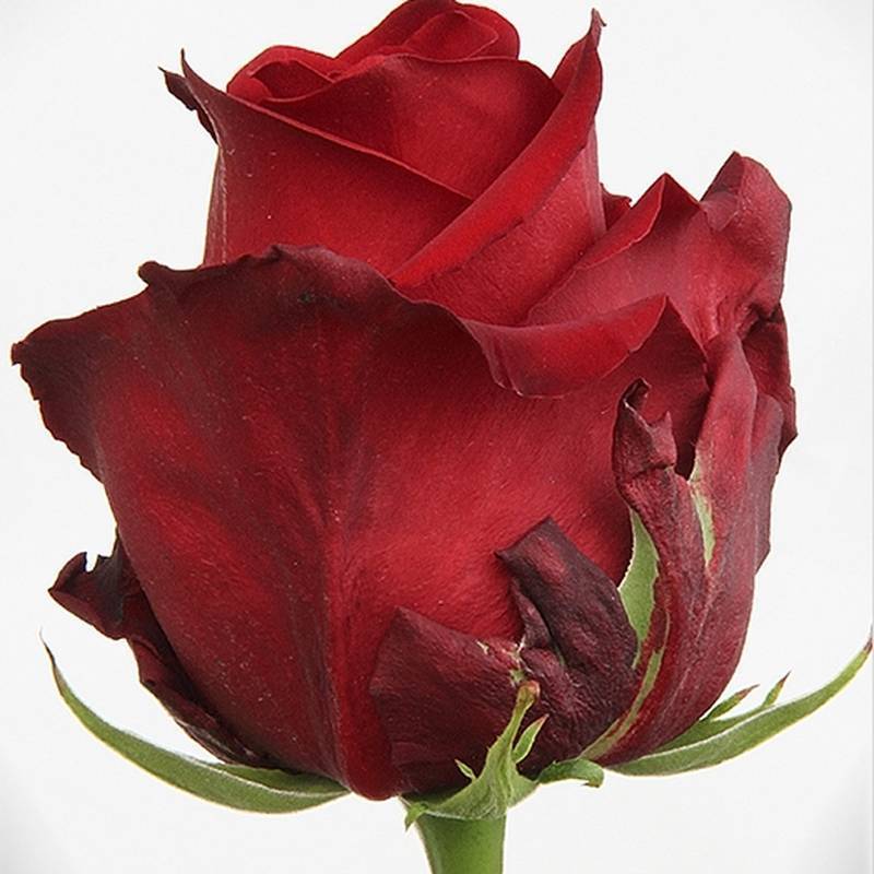 Роза эксплорер: описание сорта