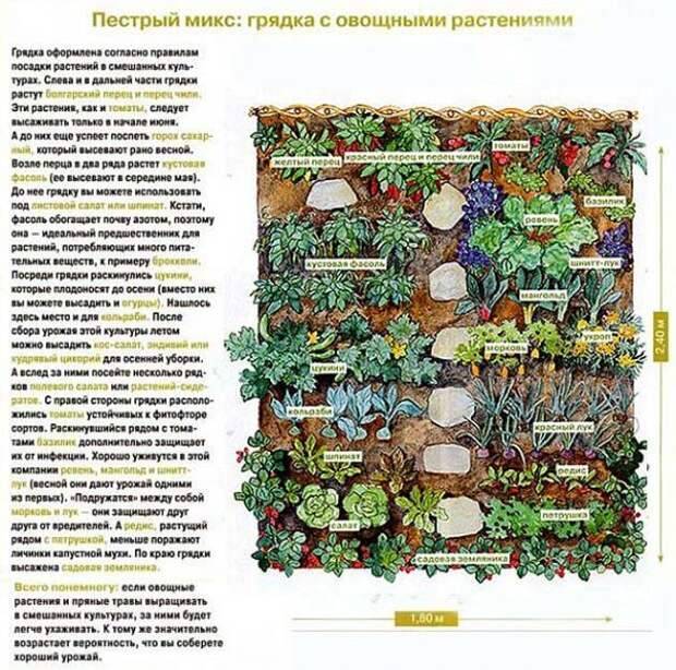 Совместимость растений на огороде: таблица. совместимость овощей на огороде
