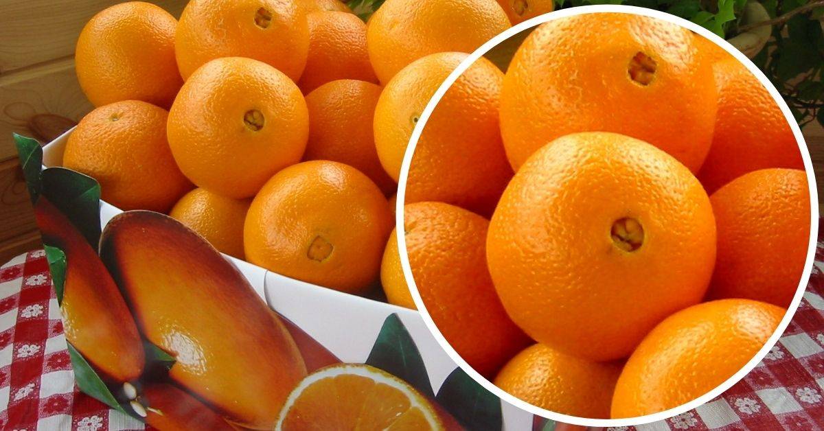 Апельсин: фото сортов (красный и вашингтон) и размещение в домашних условиях
