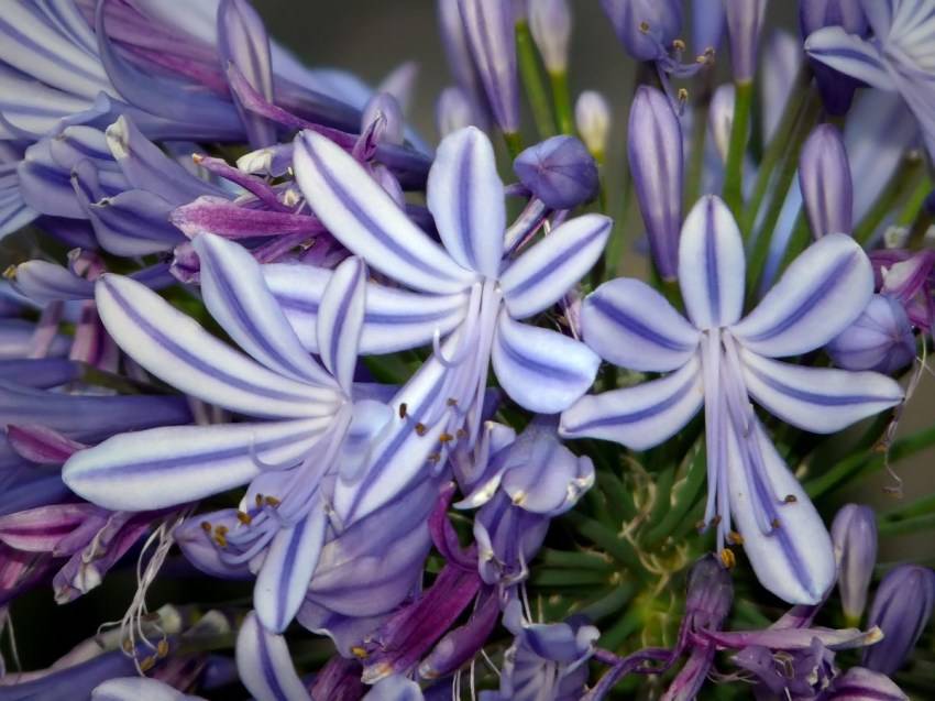 Агапантус - цветок небесной чистоты