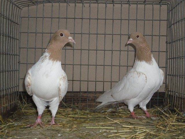 Иранские голуби: фото, описание, характеристика