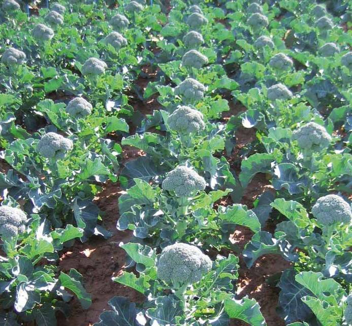 Агротехника выращивания капусты брокколи