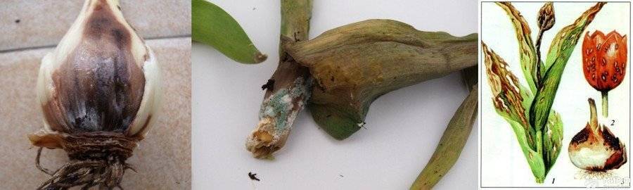 Растение лириодендрон тюльпановый с описанием и фото - как посадить, выращивание и уход