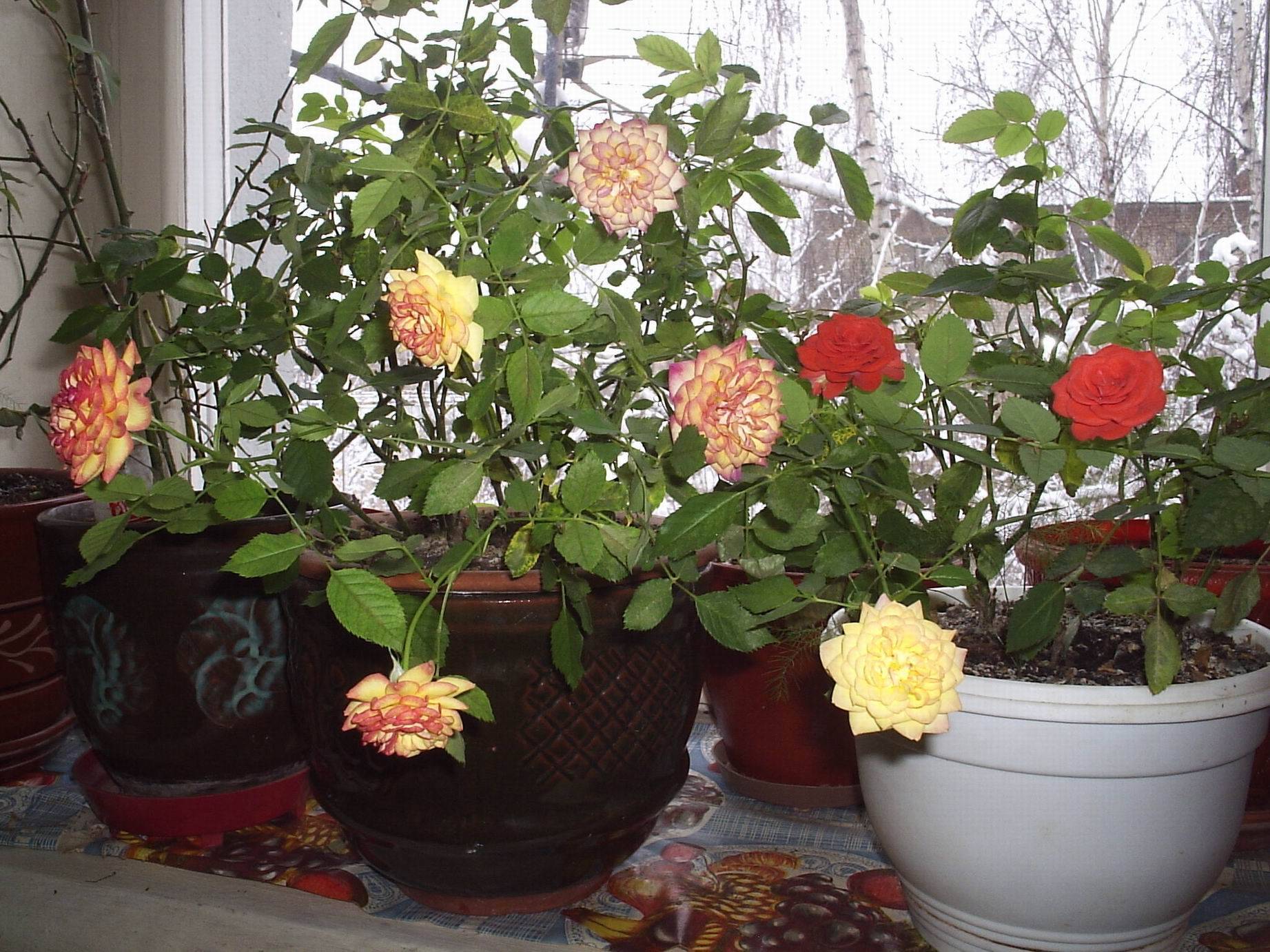 Комнатная роза в горшке: как ухаживать в домашних условиях | цветок в доме