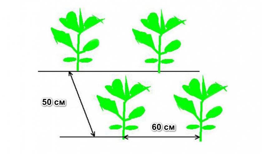 Как посадить цветную капусту в открытый грунт: сроки и схемы посева на рассаду