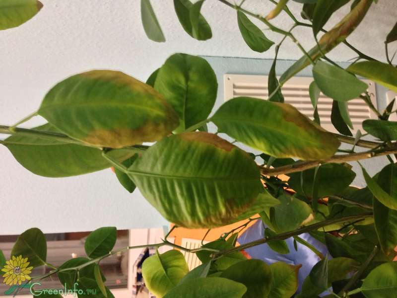 Почему у лимона сохнут листья по краям: как в домашних условиях сохранить их