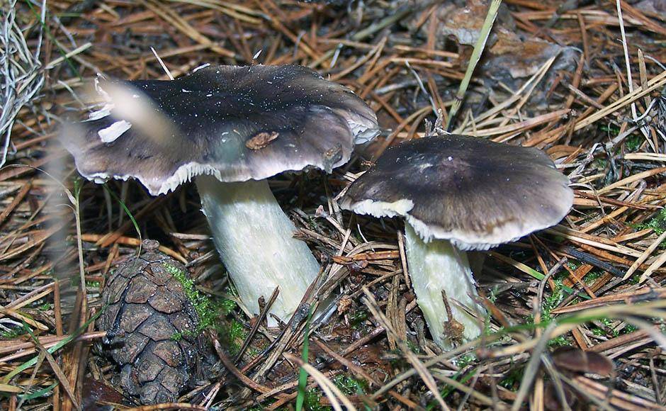 Серушка или рядовка серая - съедобный гриб. описание отличий.  фото.