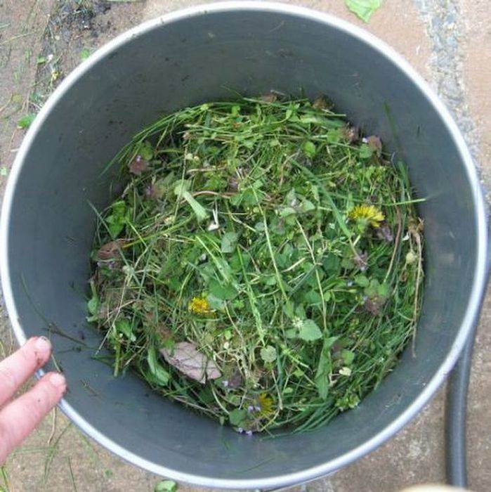 Травяной настой для подкормки растений. правильный рецепт как сделать удобрение