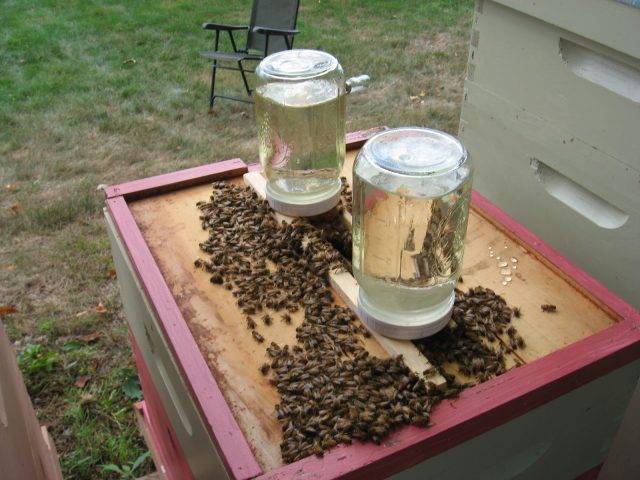 Об осенней подкормке пчел: сироп для пчел осенью, когда подкармливать медом