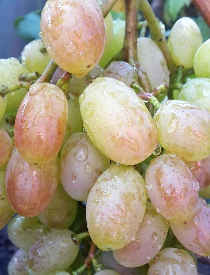Виноград преображение: описание гибридного сорта, как посадить и ухаживать