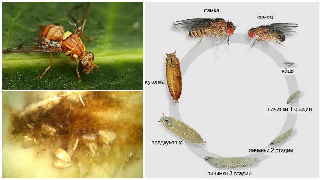 Описание дынной мухи и методы борьбы с ней