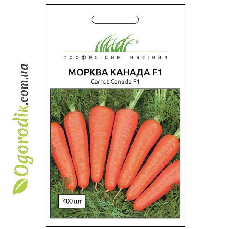 Особенности выращивания и ухода за морковью каскад