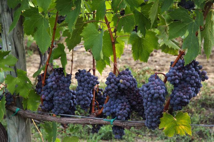 Виноград изабелла: описание сорта, фото, отзывы