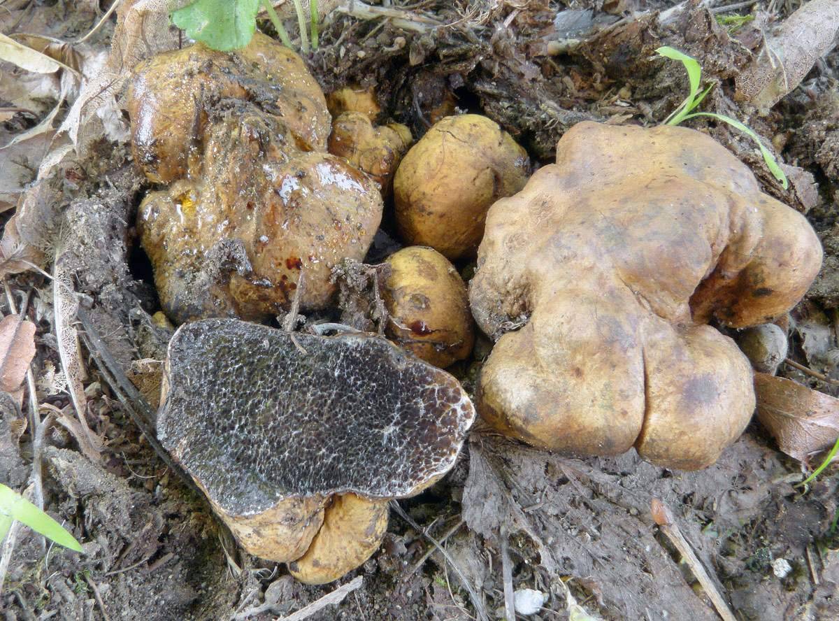 Разновидности трюфелей грибов с фото