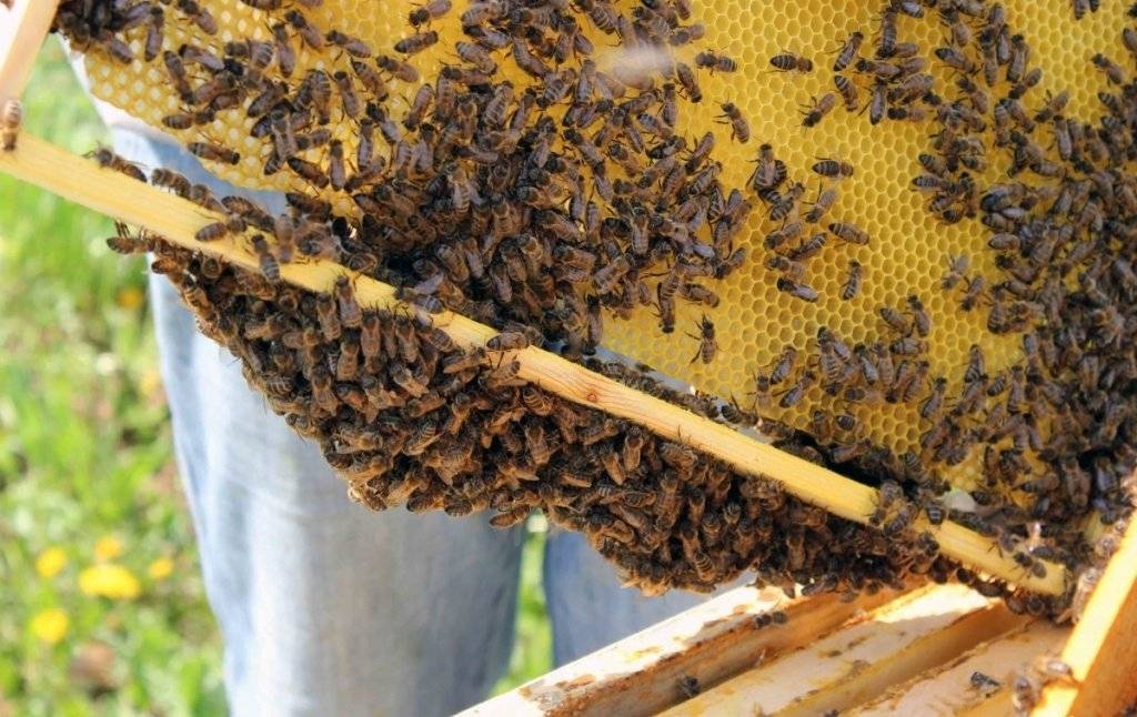 Карпатские пчелы: общая характеристика и особенности ухода