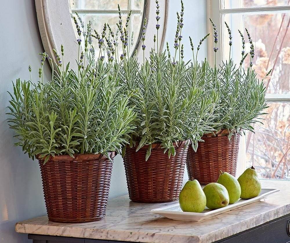 7 сортов лаванды можно запросто выращивать дома на подоконнике