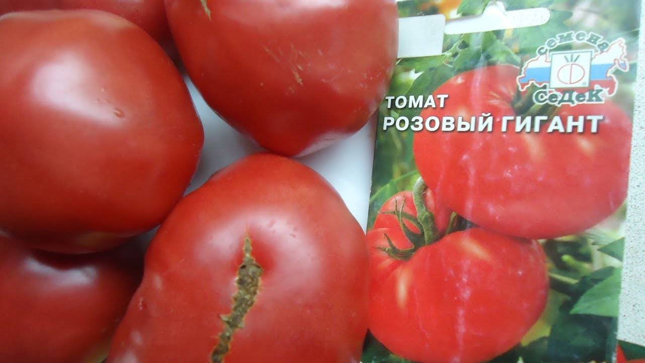 Описание и характеристики сорта томатов розовый гигант, урожайность и выращивание
