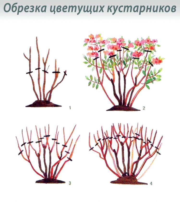 Как подрезать сирень после цветения схема