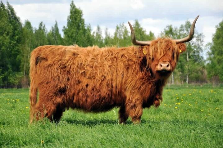 Коровы породы хайленд, или шотландская высокогорная