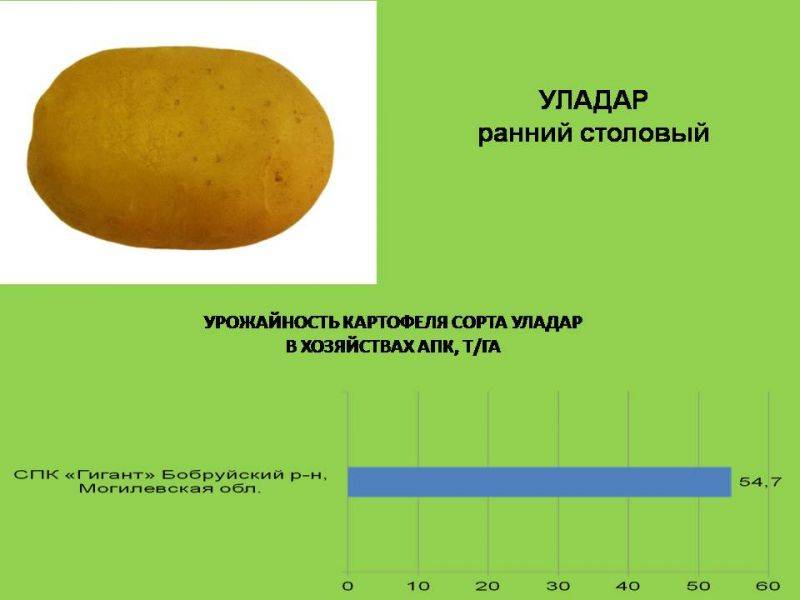 Сорт картофеля уладар. описание и характеристики :: syl.ru