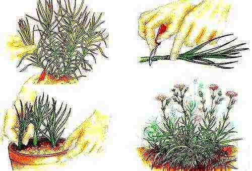 Гвоздика садовая: посадка, уход, фото, размножение