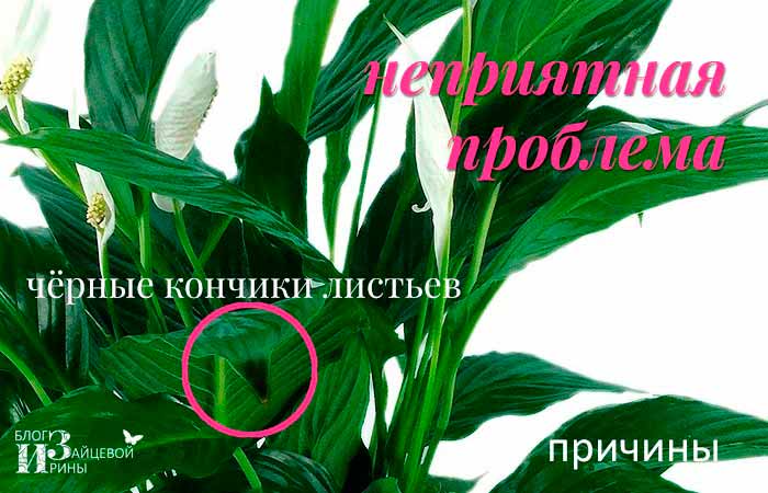 Цветок "женское счастье" сохнет: почему желтеют и вянут кончики листьев у спатифиллума, что делать при этой проблеме, как ухаживать за растением в домашних условиях?