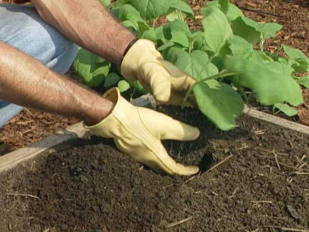 Посадка баклажанов в открытый грунт рассадой: как правильно сажать