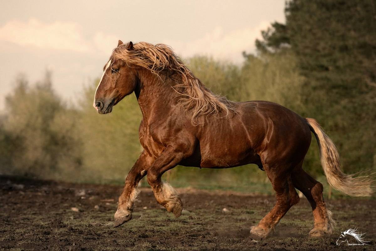 Лошадь русский тяжеловоз: описание породы