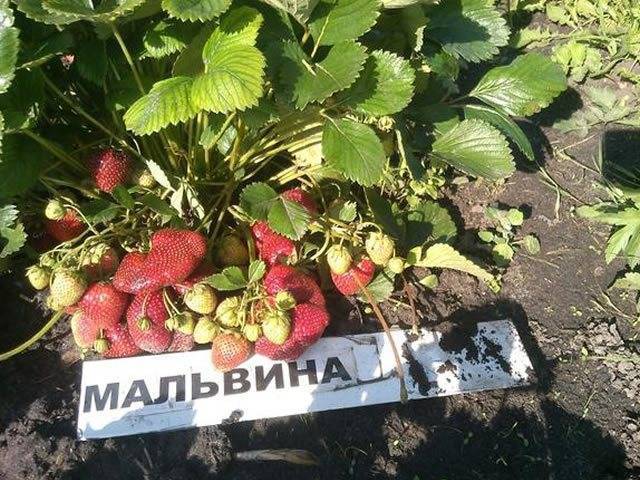 Клубника мальвина: описание сорта, правила посадки, ухода и полива при выращивании, подкормка и размножение, болезни и вредители, отзывы садоводов, фото и видео
