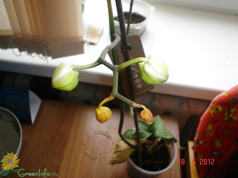 Вянут цветы у орхидеи: почему бутоны стали все одновременно быстро опадать, не раскрывшись, что делать, если это произошло и одно растение, не распускаясь, усыхает?