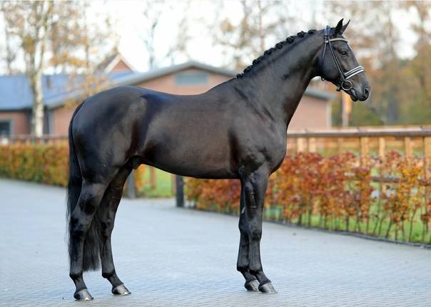 Лучшие породы верховых лошадей: голштинская, ольденбургская и другие